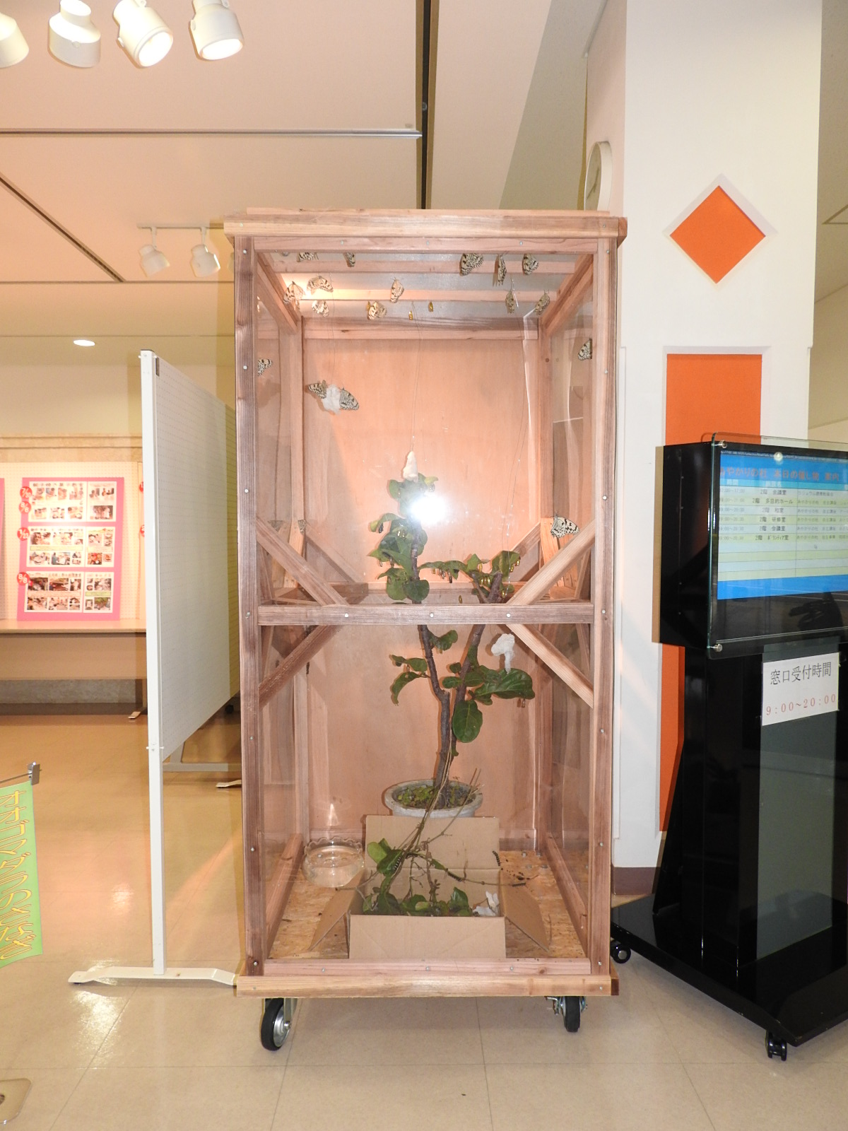 大型展示飼育ケース 沖縄県北中城村の図書館 あやかりの杜